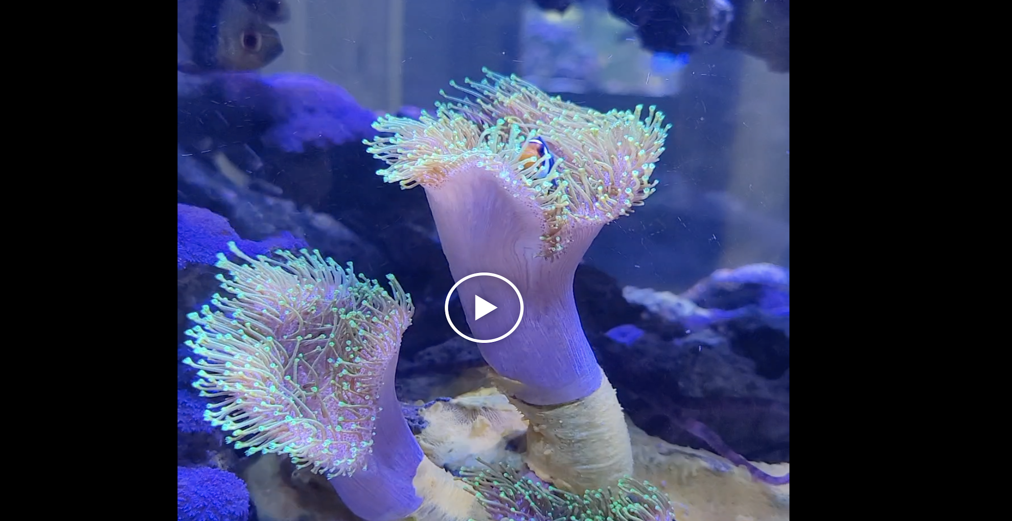 A video showing a marine aquarium view showing two vibrant purple coral formations with green-tipped polyps, set against a backdrop of blue and purple rocks.